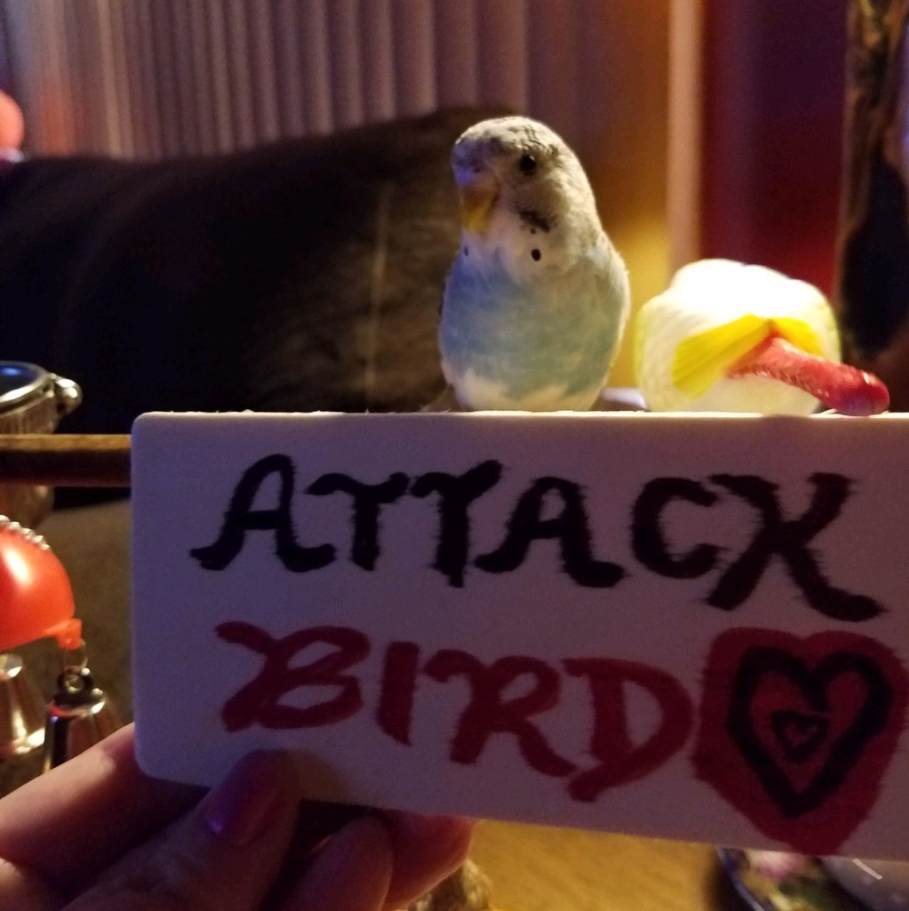 Meet your Posher, Diana